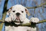 BULLDOG ANGLAIS 088